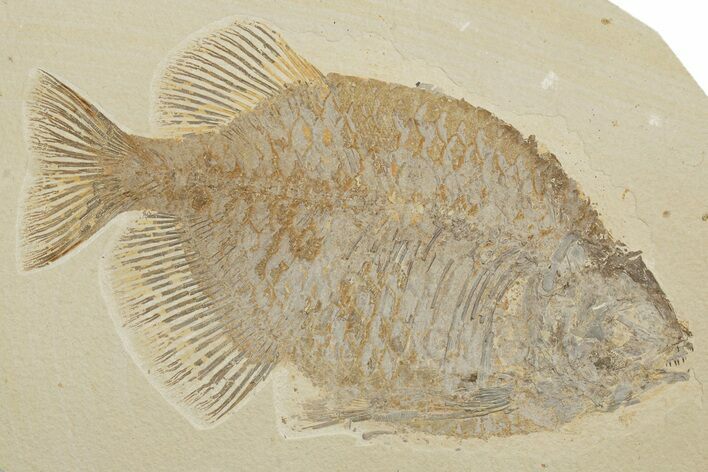Fossil Fish (Phareodus) - Uncommon Species #198770